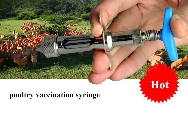chicken syringe (5)
