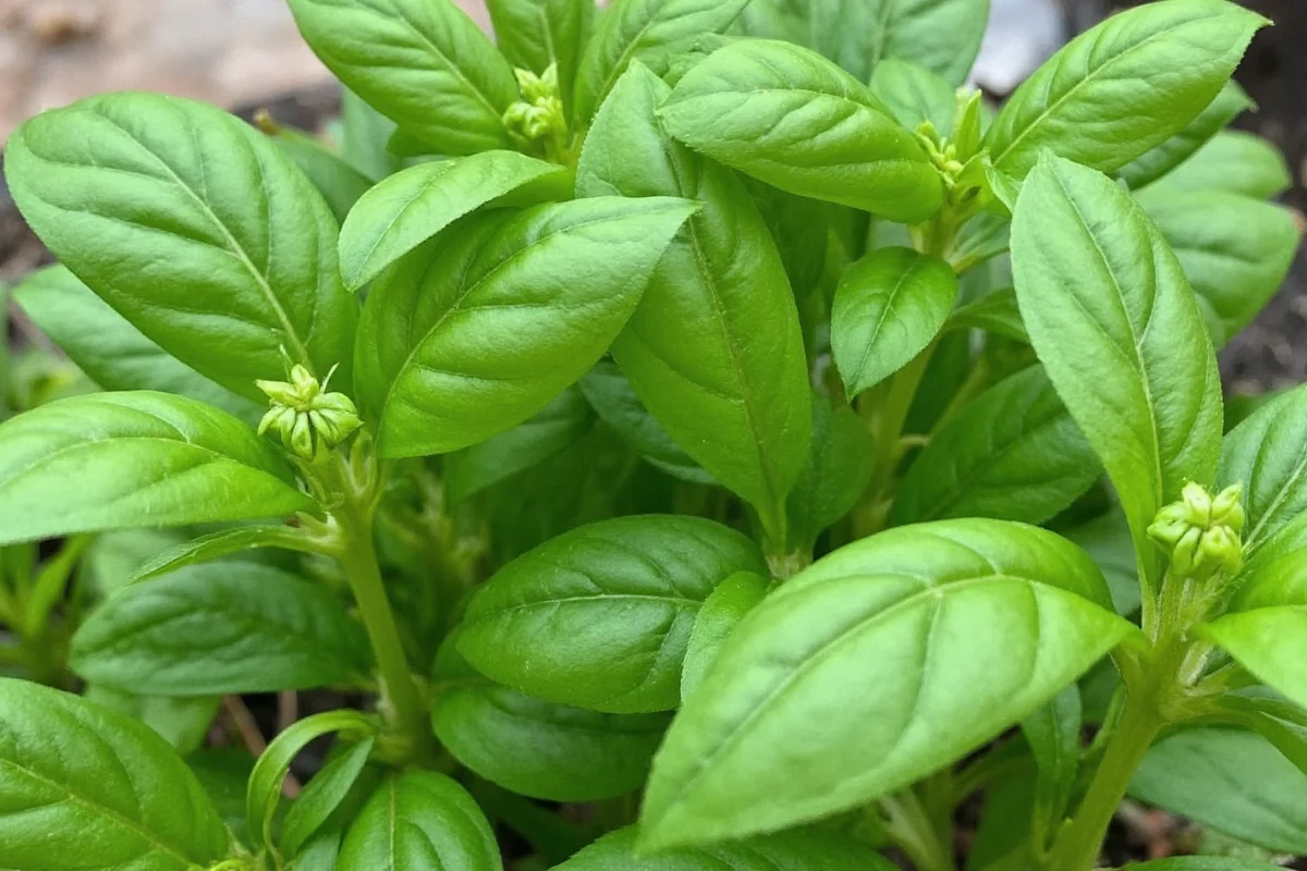 how to harvest basil without killing the plant