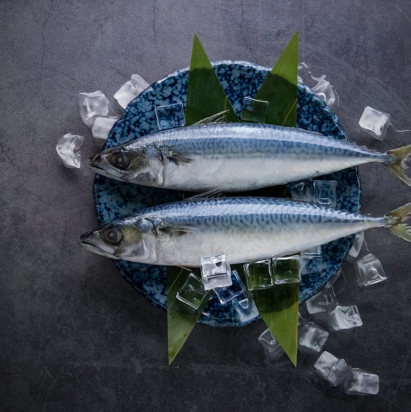 pacific blue frozen mackerel fish