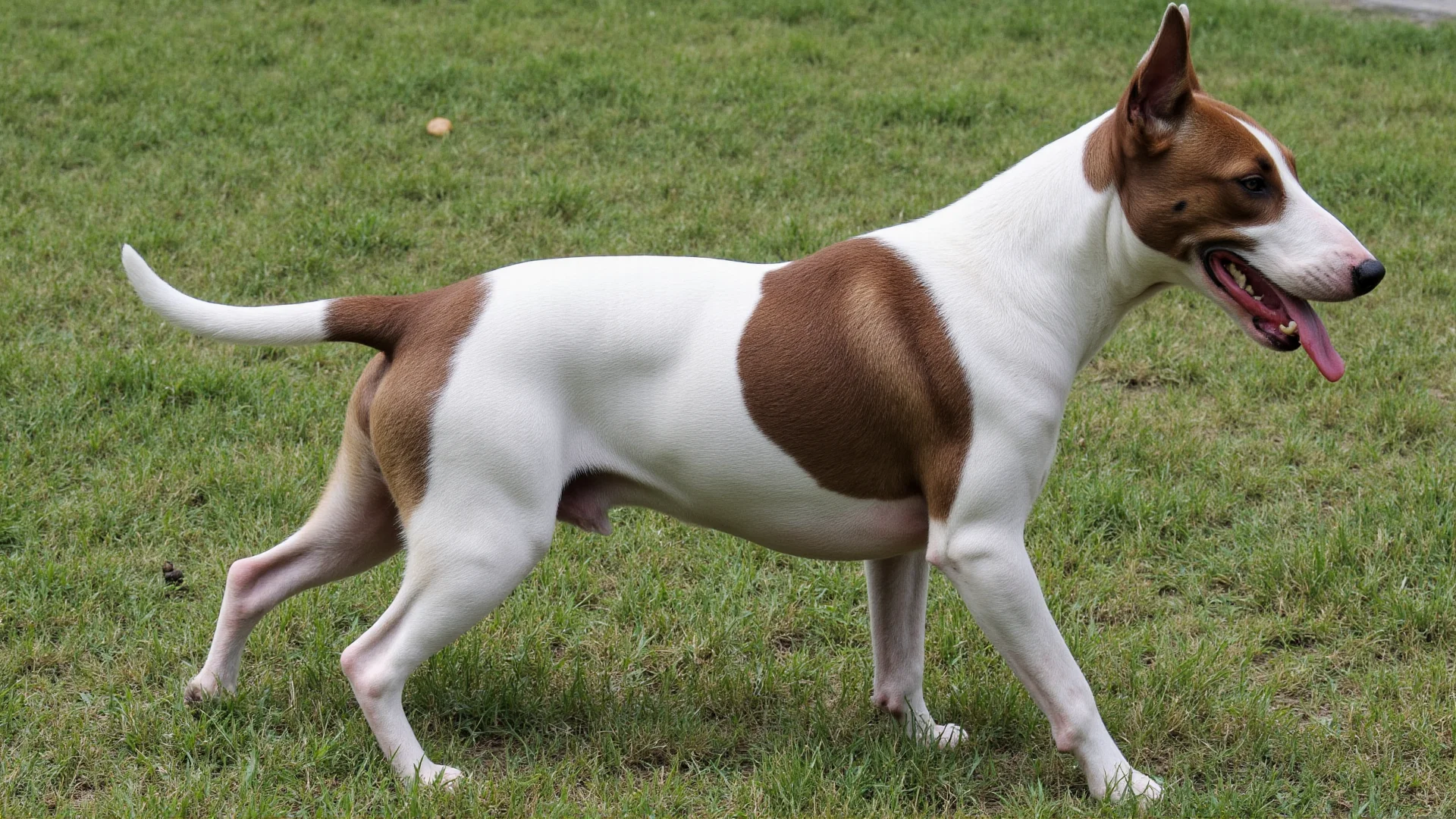 Bull Terrier Urban Living: The Complete Guide to City Life with Your Egg-Headed Companion