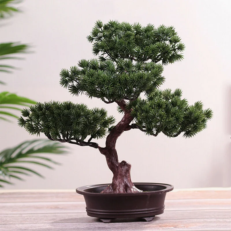 انها شجرة الصنوبر الاسم العلمي Pinus كلنا لأجل التنمية المستدامة في قطاع الفلاحة والسياحة Facebook
