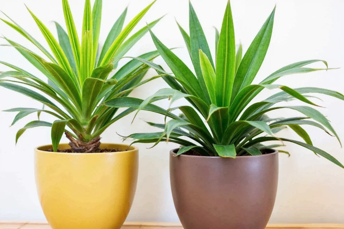how to care for indoor palm plant