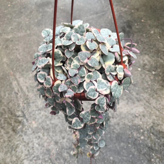 
Pink live plants String of Hearts natural plants 