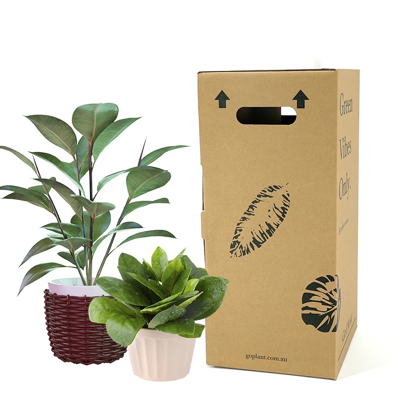 

Manufacturing price carton corrugated box plant cactus succulents live plant small delivery paper box shipping box