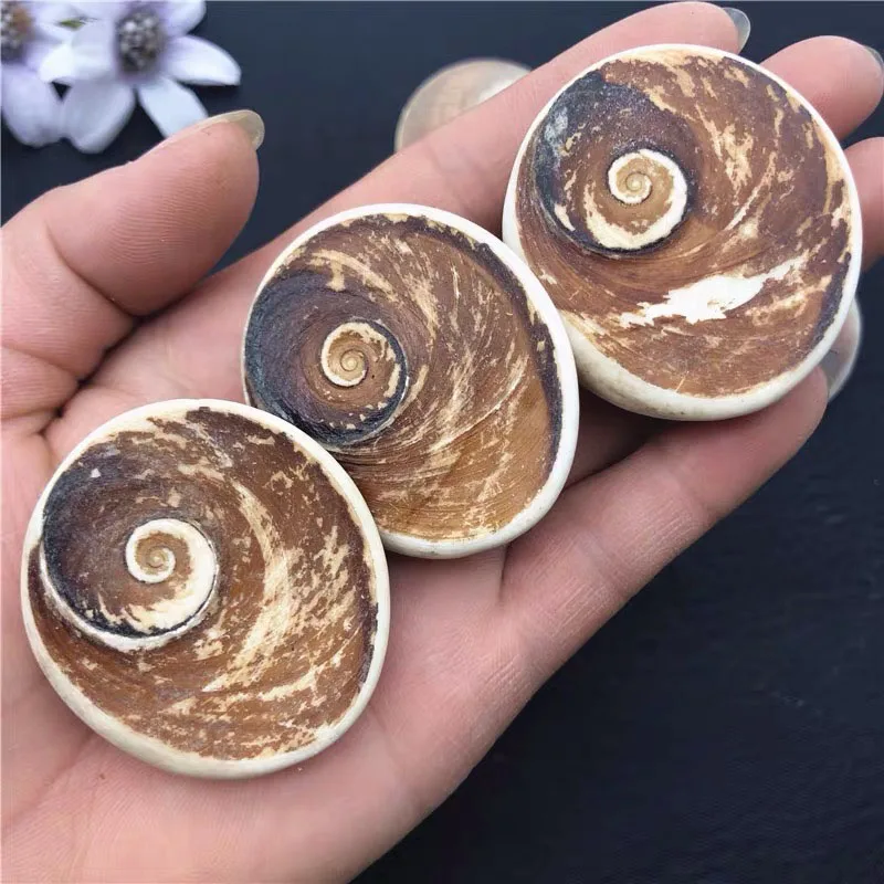 
Wholesale Natural Healing Crystals Palm Sun Shell Fossil Crystal Decor Conch Sun Shell Fossil 