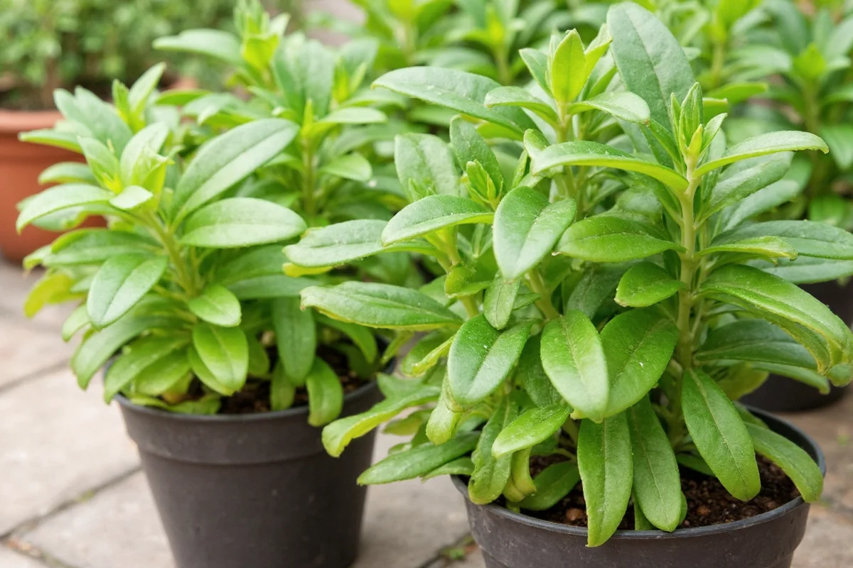 can jade plants live outside