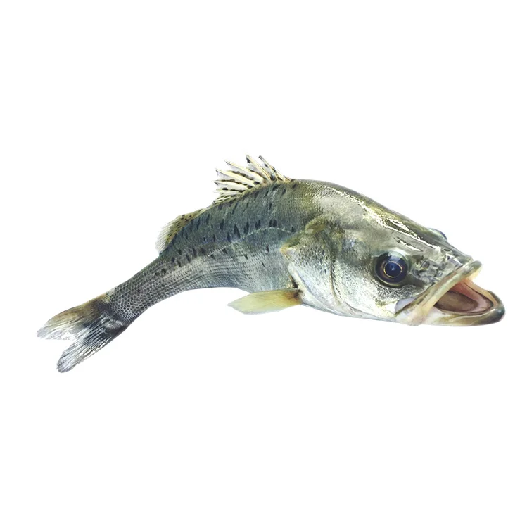 
Hidee Seafood Frozen Sea Bass Fish Aquatic Products Ocean Foods Seabass Yellow Croaker Golden Pomfret Shrimp 