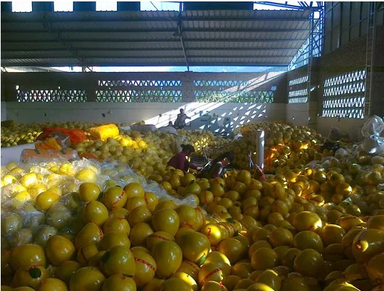 fresh honey pomelo 35.jpg