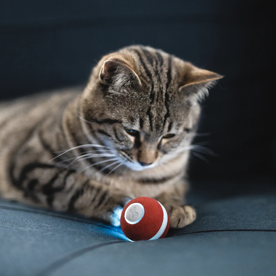

2020 New dropshipping Pet Dog Cat Wicked Smart Balls Automatic Rolling USB Rechargeable Interactive Pet Toy Ball, Grey, red