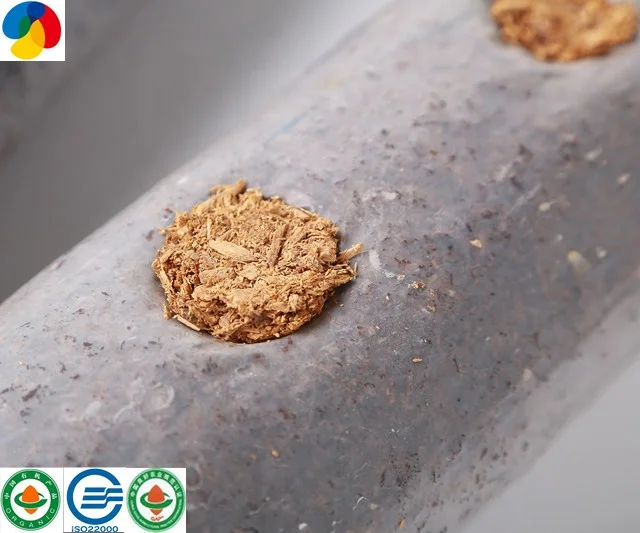 
2019 ISO22000 Certificate mushroom farm frozen health fresh shiitake mushroom seeds for growing 