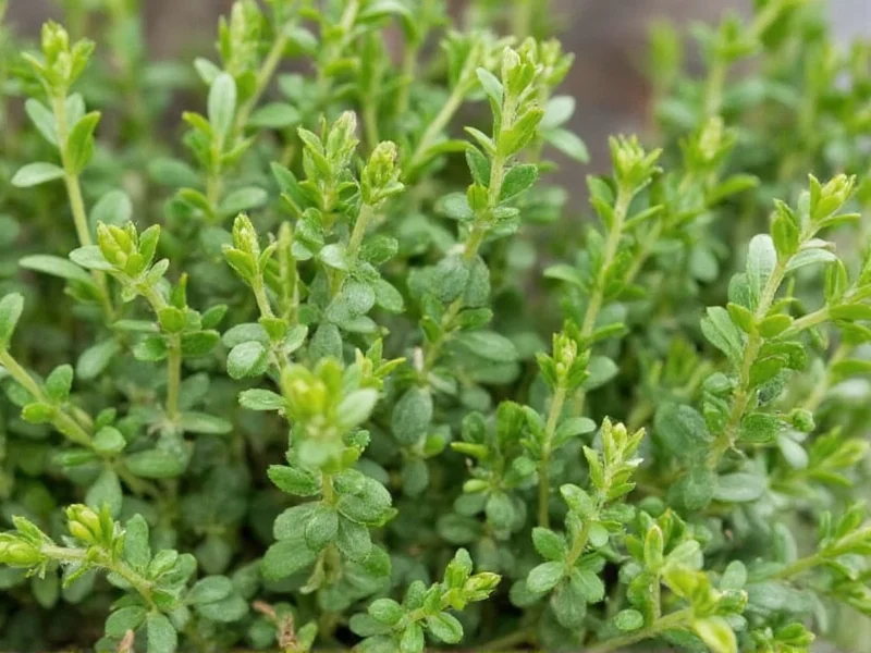 What Is a Sprig of Thyme? Measurement & Cooking Guide