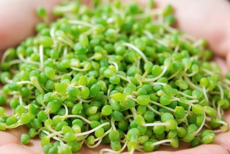 Clover Sprouts: Nutrition, Benefits, and Growing Guide