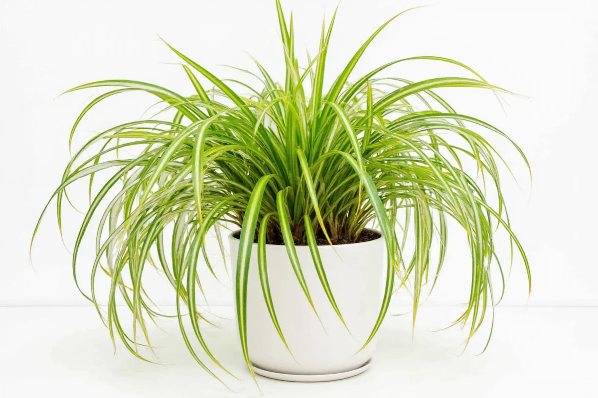 how to take care of spider plant