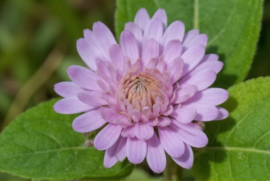 Comparison of alsike clover with other common clover varieties showing flower and leaf differences
