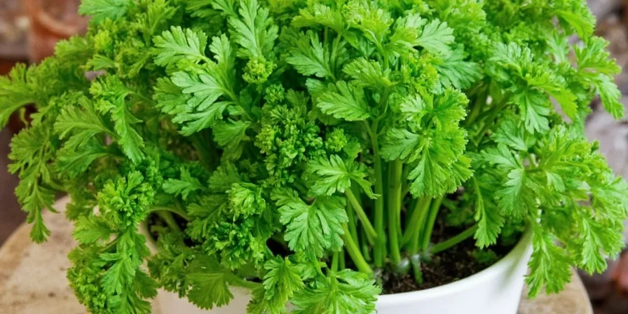 How to Grow Parsley Indoors or Outdoors