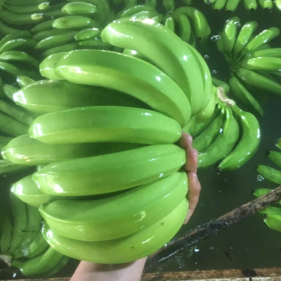 
GREEN CAVENDISH BANANA (WHATSAPP :  84 981 144 196) 