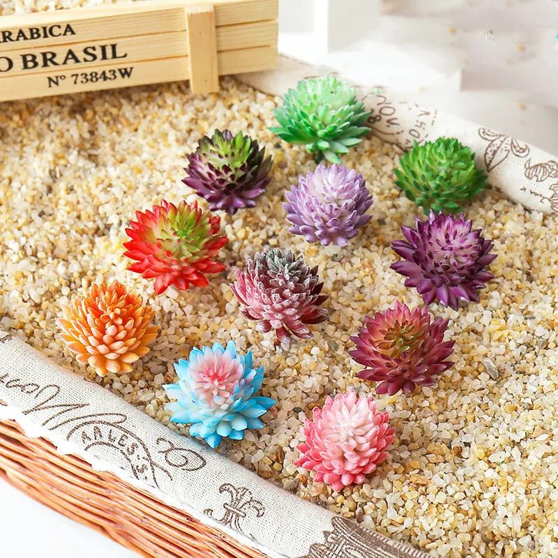 succulents live (3).jpg