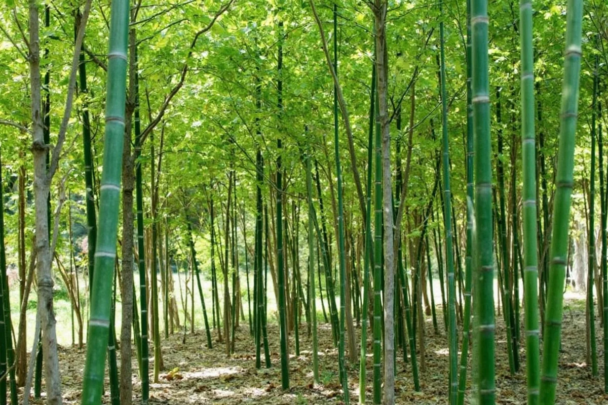 how tall do bamboo plants grow