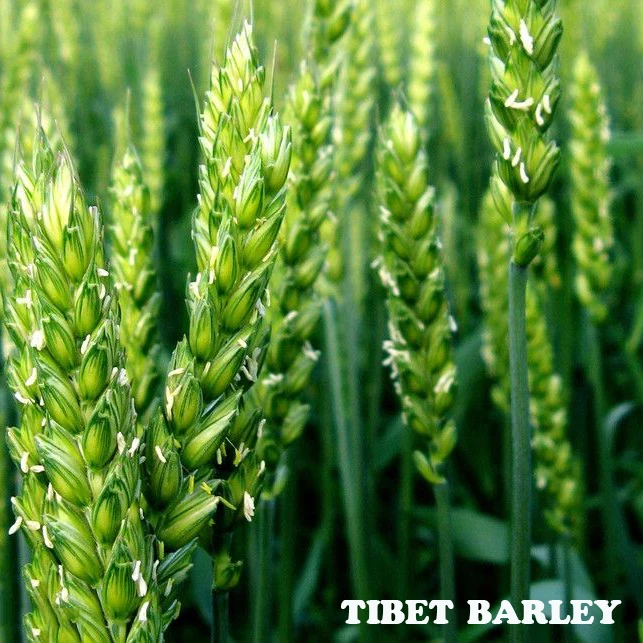 
Hot sale Cheezheng Tibet hull-less barley diebetic barley hulled for sale from Qinghai-Tibet Highland Plateau Hulled Barley 