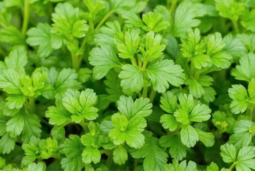 Growing Cilantro from Coriander Seeds: Complete Guide