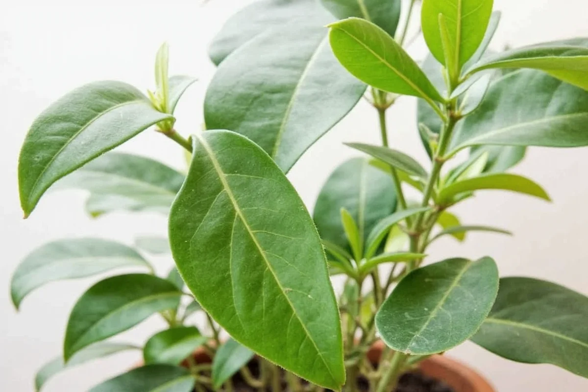 how much light does a rubber plant need