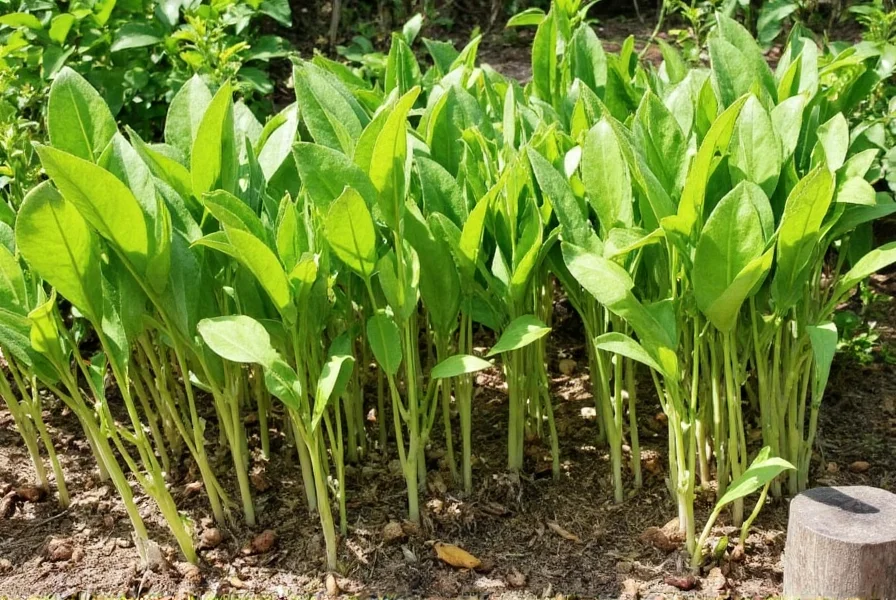 Healthy ginger plants growing in well-drained soil with partial shade