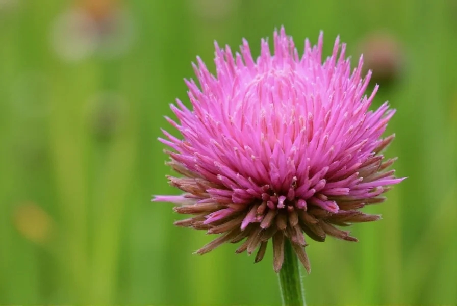 Red clover plant showing distinctive pink flower heads and trifoliate leaves with white markings