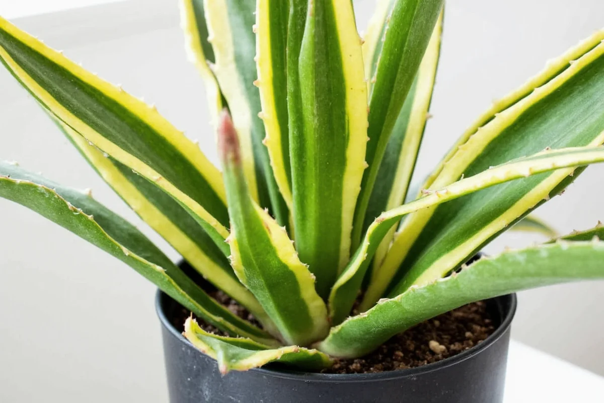 do snake plants need sun