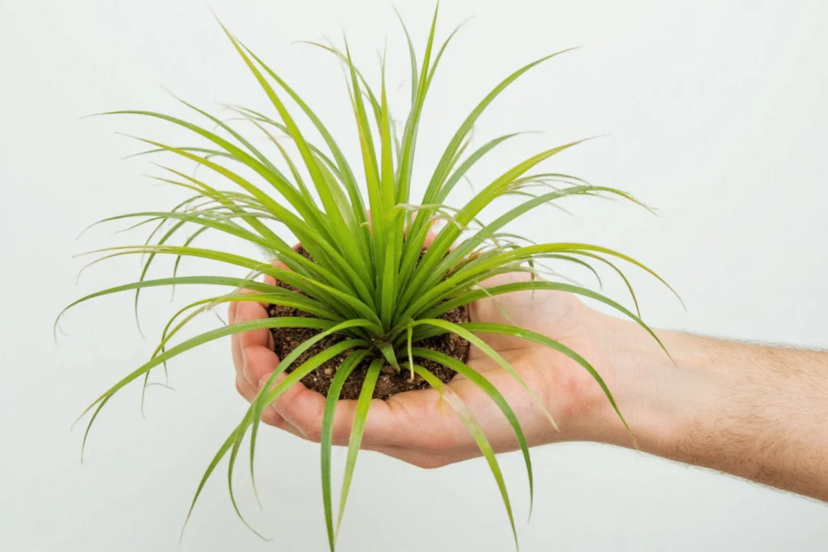 how do you grow an air plant