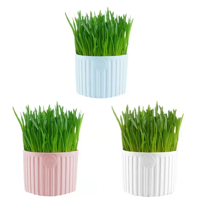 

Wholesale High germination rate planting nutritious grows fresher cat grass seeds growing fresh grass with pot, White,pink,blue