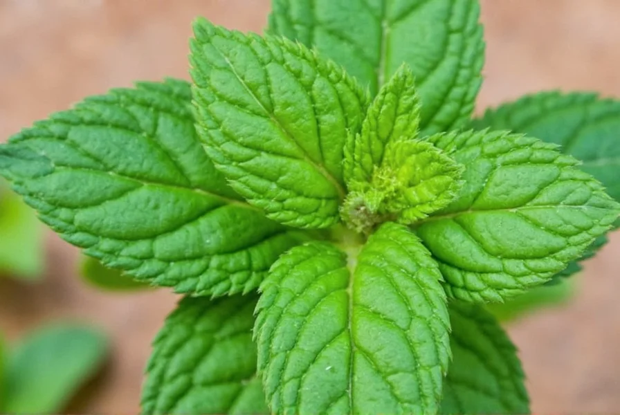 Dry Mint Bowl