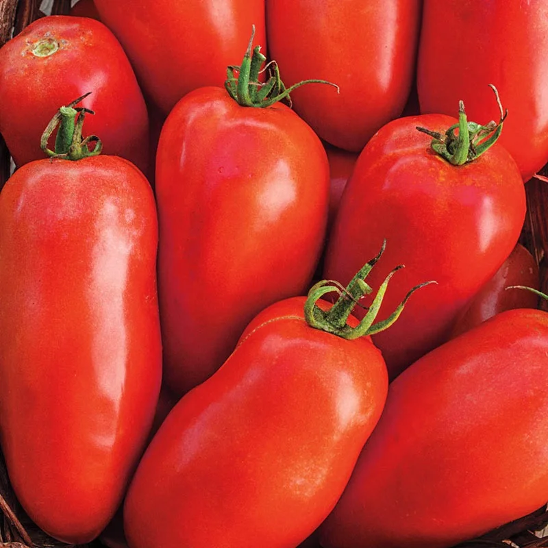 
Mexico Grown Fresh Red Tomato Roma Robinson Fresh MOQ 10 pieces Quick Delivery in US 