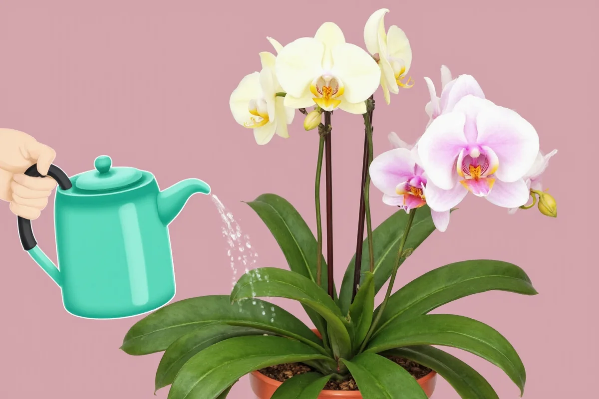 how do you water an orchid plant