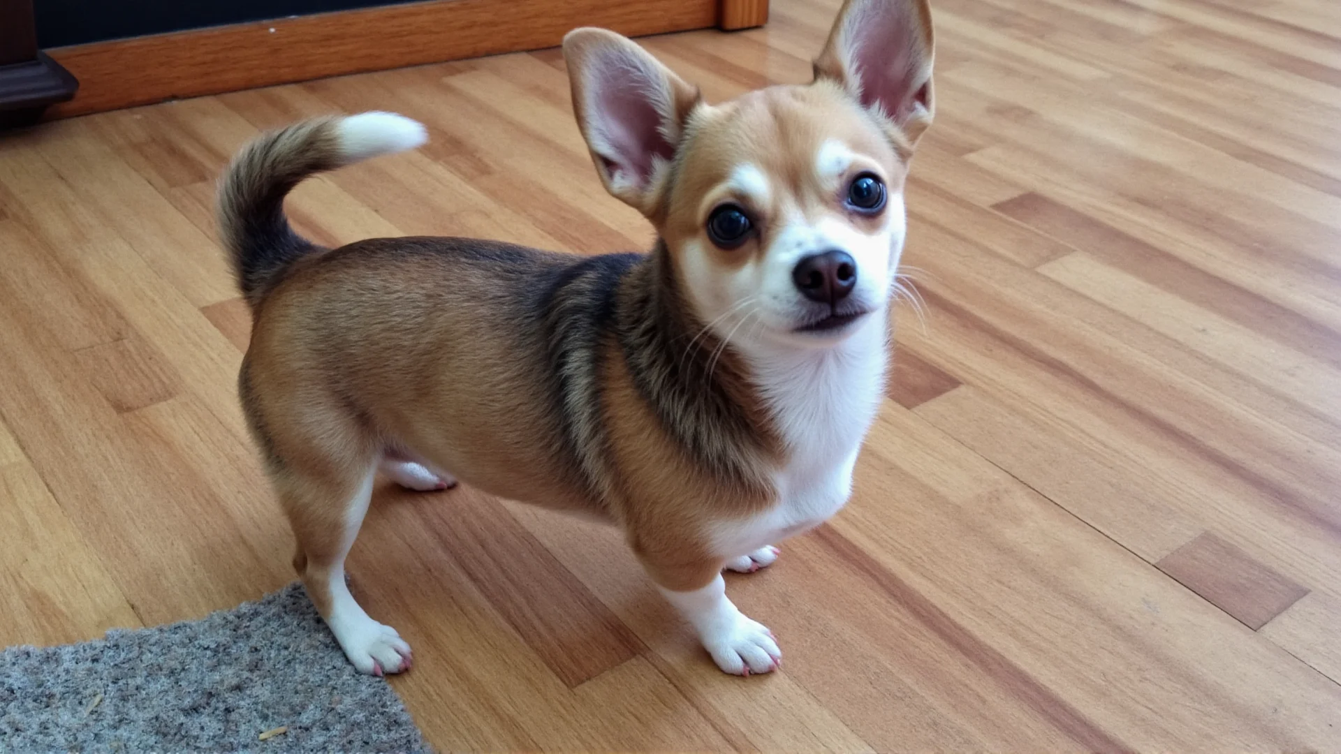 Chihuahua