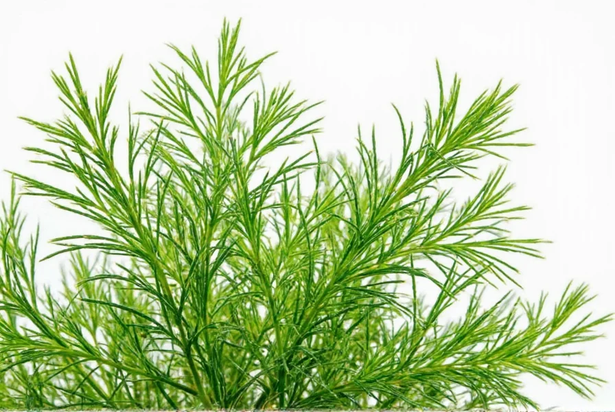 Dill Herb