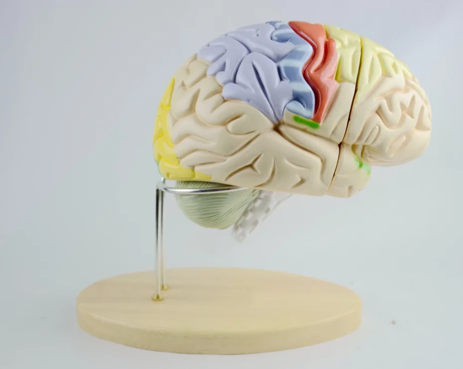人体神经解剖脑模型医学解剖模型