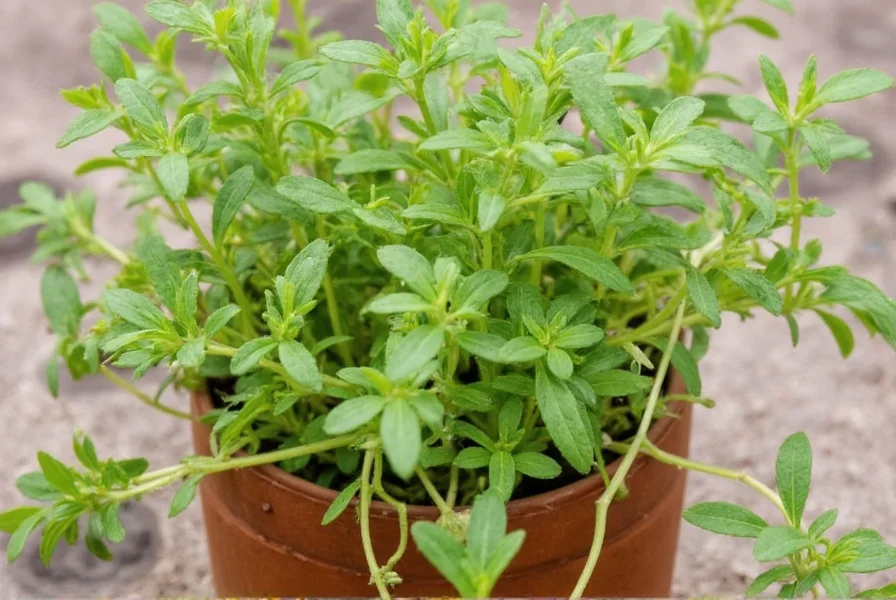 Bundle of fresh marjoram hanging to dry