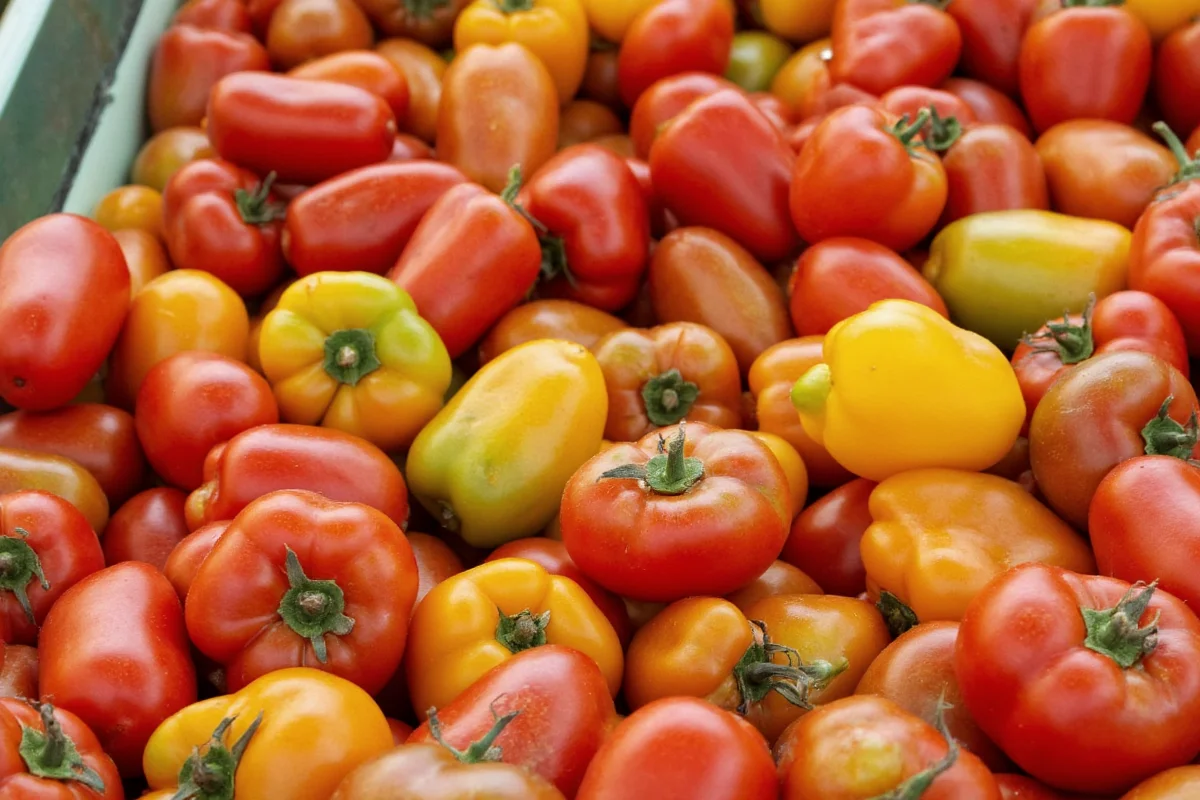 can i plant tomatoes and peppers together