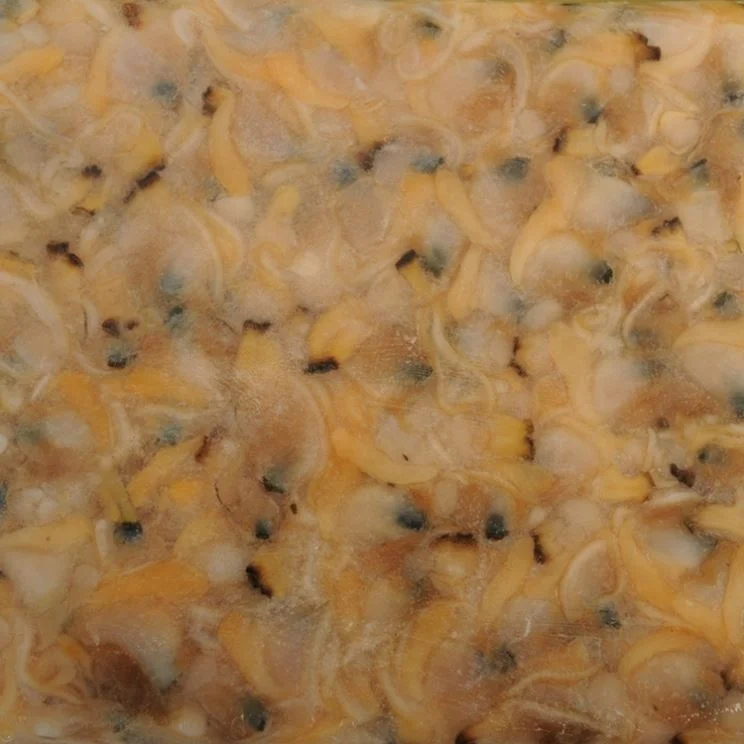 
New Coming Frozen Whole Shell Boiled Short Neck Clam 