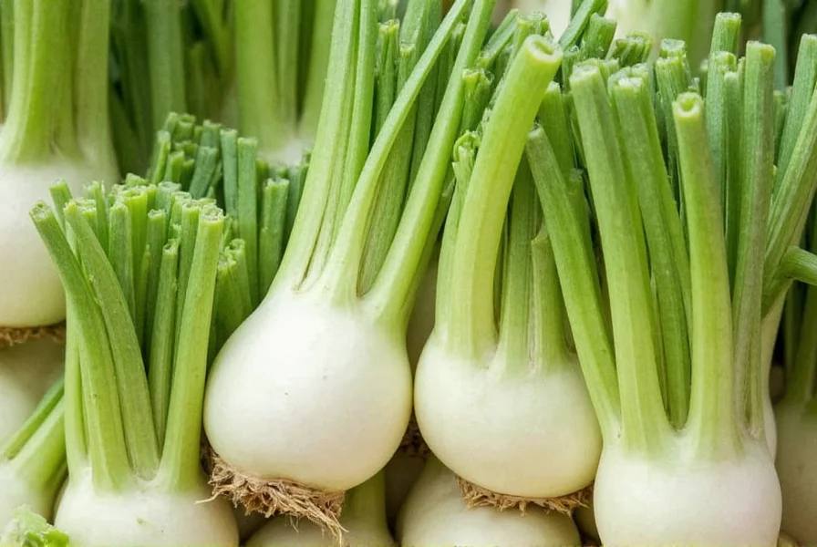 Fennel Bulb Health Benefits: Science-Backed Facts