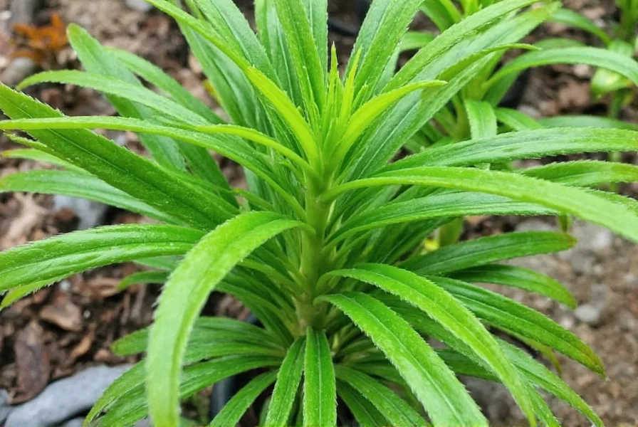 Dried anise seeds in glass jar with measuring spoon