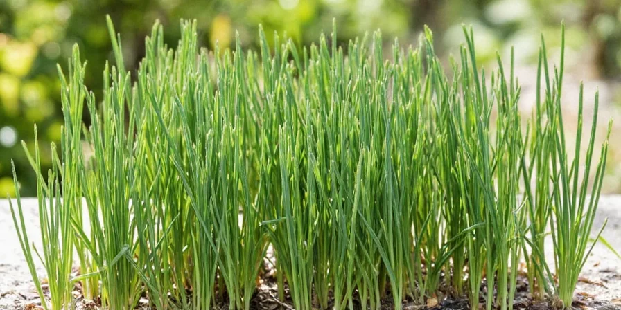 Seasoning mix with dry chives in a shaker
