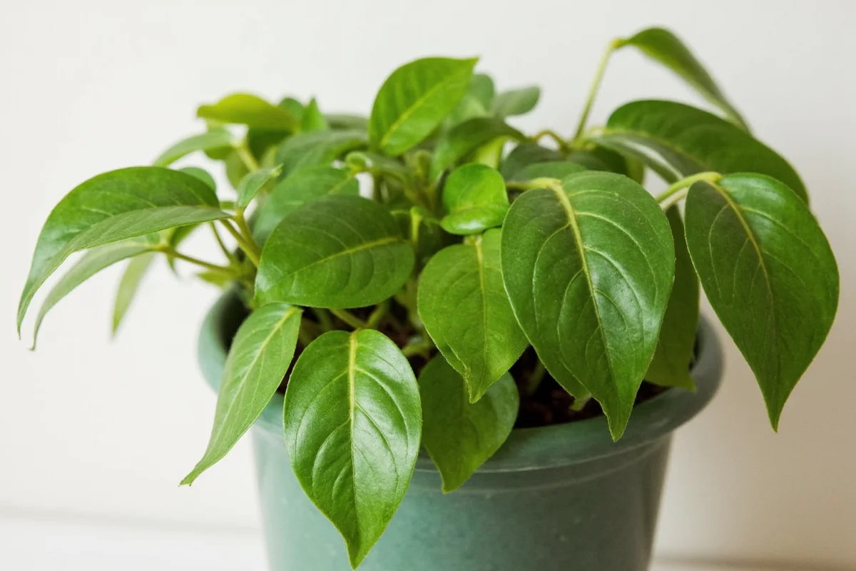 how to trim pothos plant
