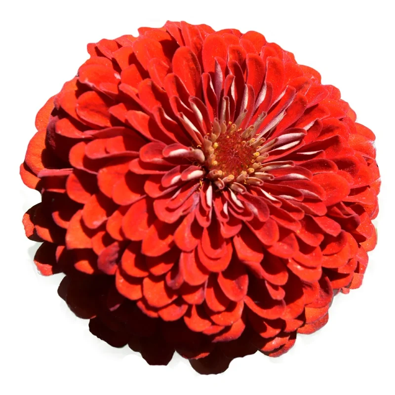 
Hot Selling Landscape Summer Beautiful Flower Seed Zinnia Elegans Seed For Planting 