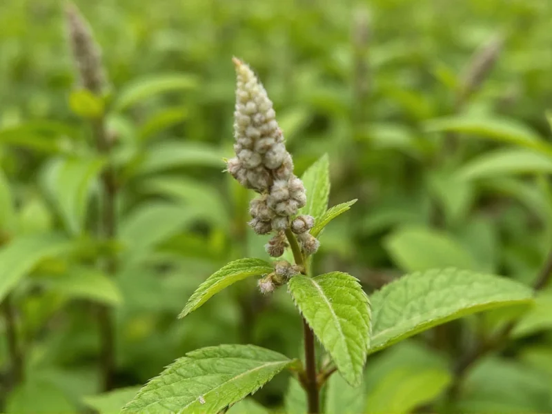 Plants That Taste Like Licorice: Safe Edibles & Dangerous Look-Alikes