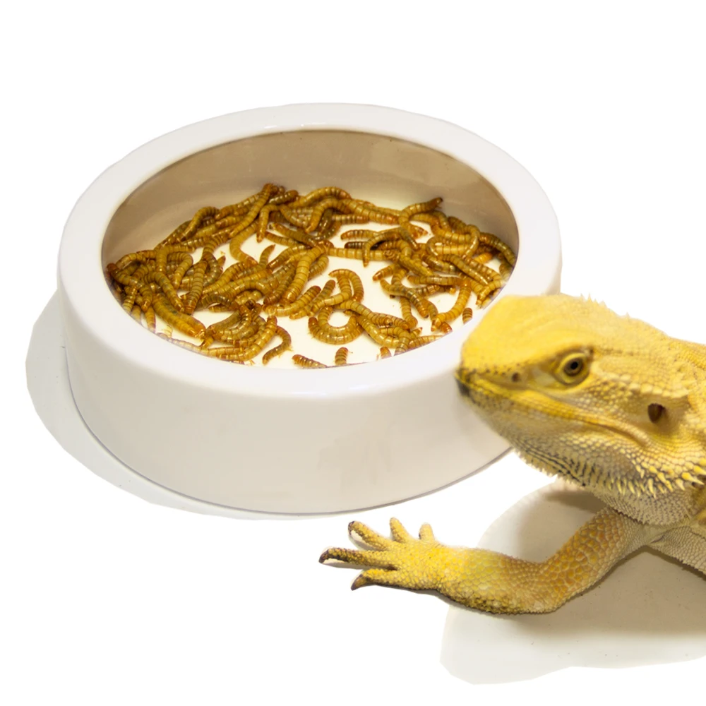 

Reptile Large Ceramic Water Dish Food Bowl for Gecko Snake Chameleon, White