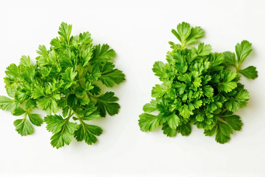 Fresh cilantro and parsley bunches in a market