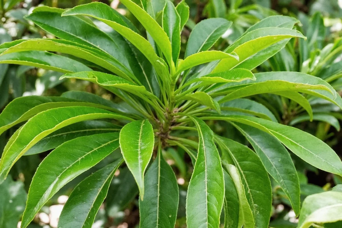 can rubber tree plants live outside