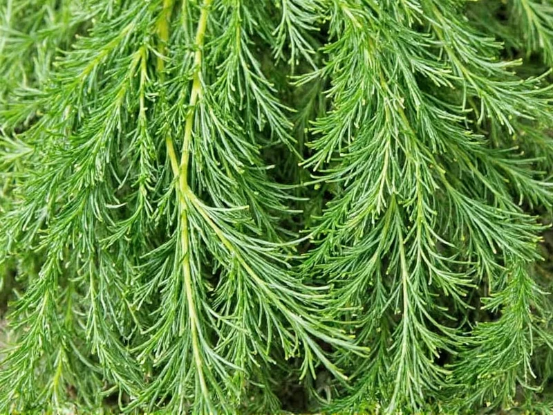 Dried Dill to Fresh Dill Conversion: Exact Measurements Guide