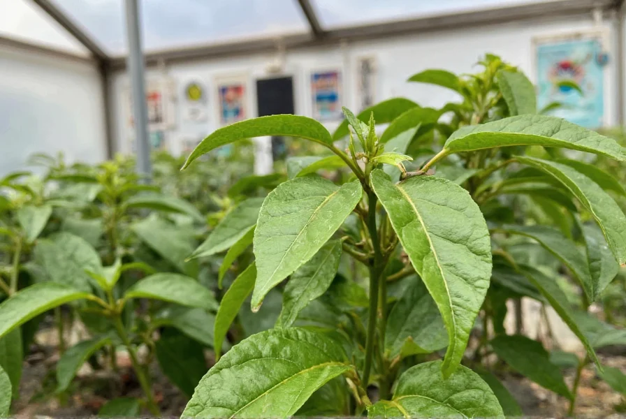 Pepper X chili plant growing in greenhouse environment with labeled temperature and humidity controls